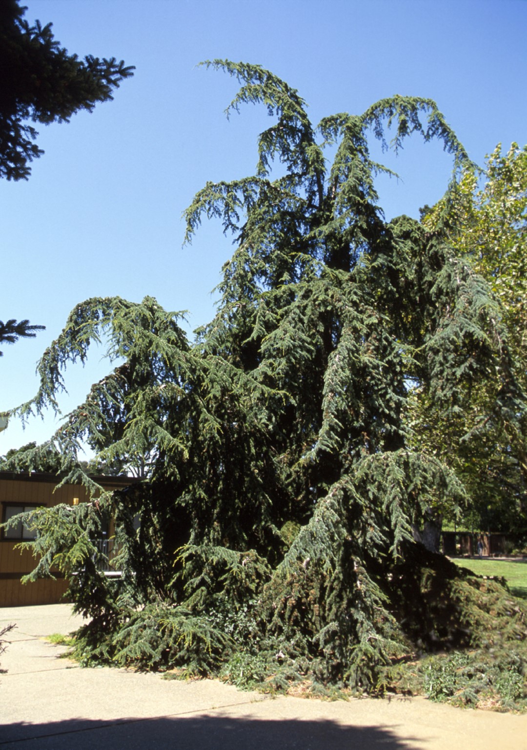 Cedrus deodara 'Pendula'